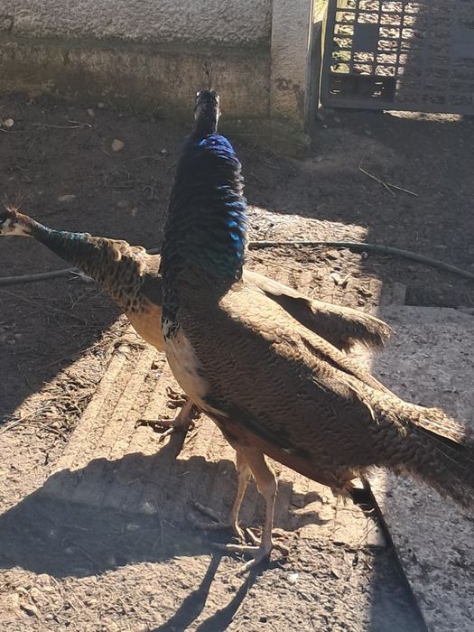 Păuni pereche (pauni standard indian blue)