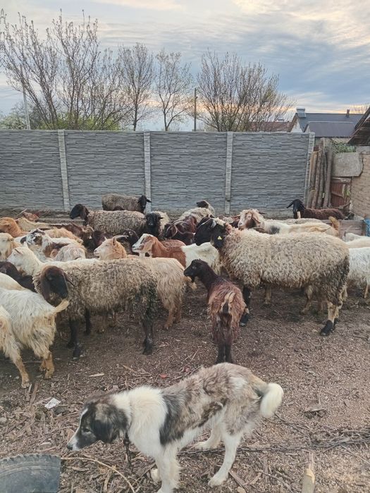 Vand capre si oi tote sunt tinere