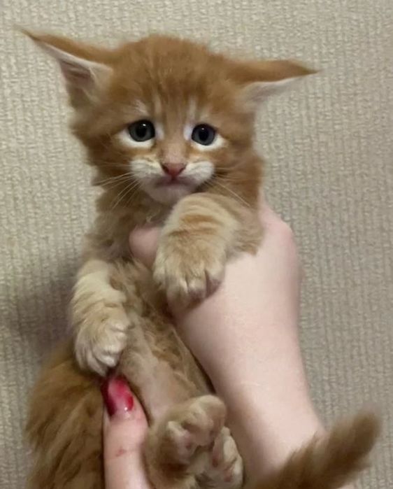 Продам котят мейнкуна бронь