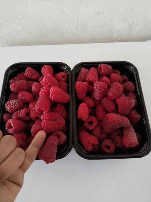 Малина сорт ПШЕХИБА крупный сорт