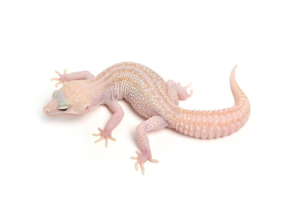 Эублефар самец супер сноу Альбина