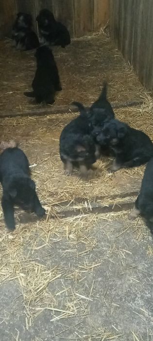 Щенки немецкой овчарки