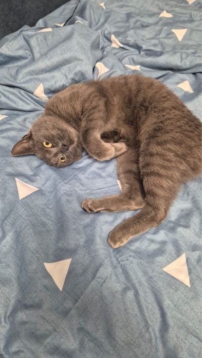 Кошка в добрые руки!