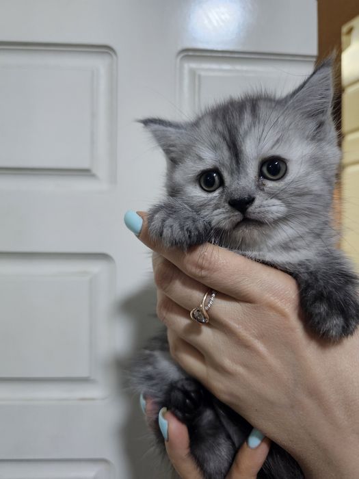 Котенок британец