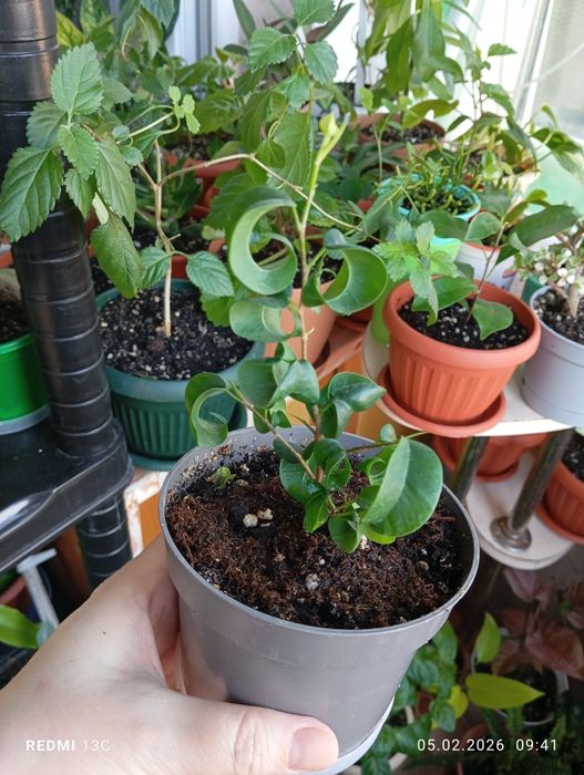 Продам цветы комнатные