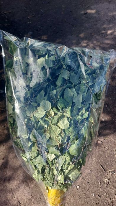 Продам берёзовые веники