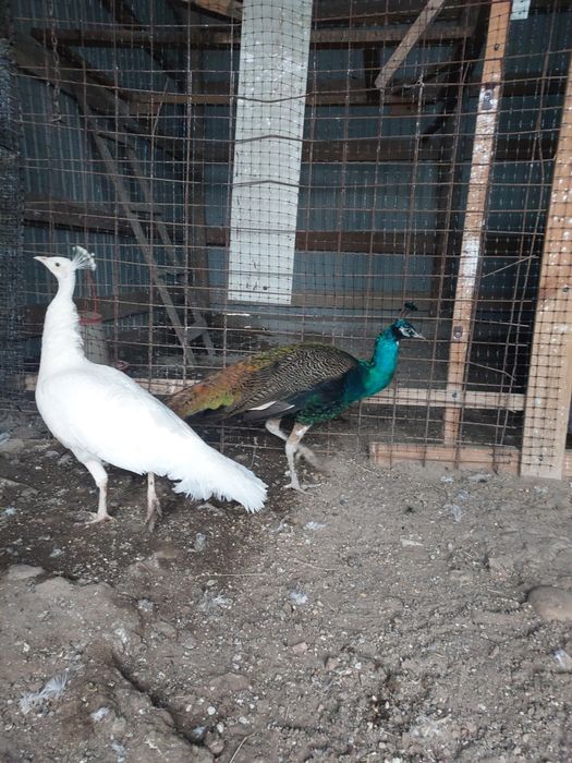 Vând familie de păuni