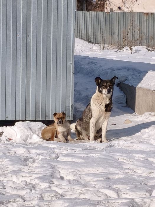 Щенок мальчик и девочка 2,5-3.