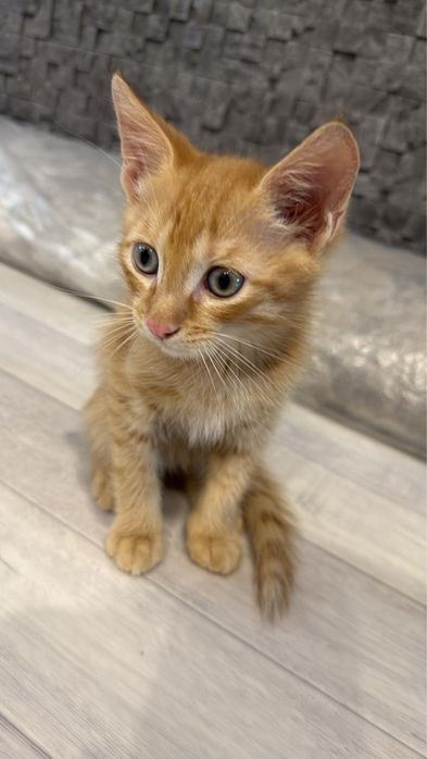 Отдам котят в добрые руки мальчики