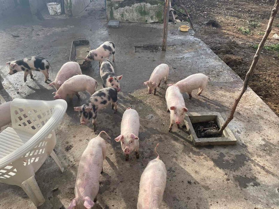 Малки прасета за продан