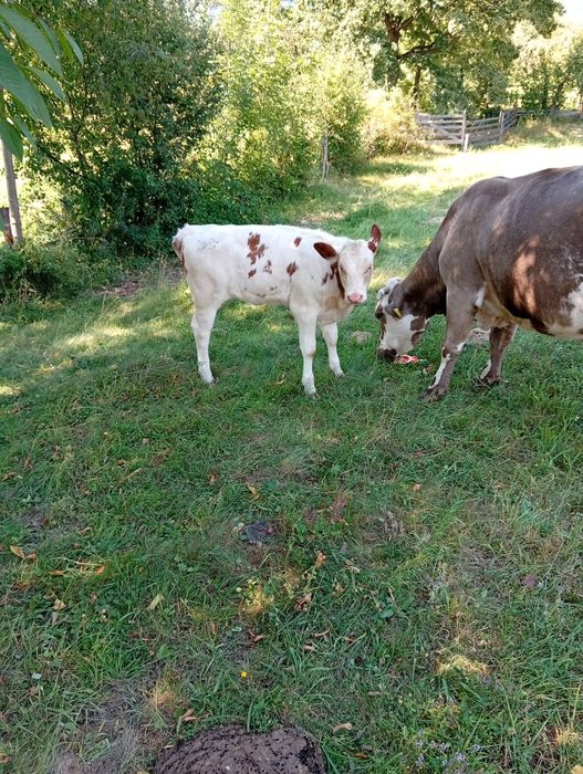 Vând vițea balțata  din vaca buna