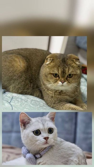 Serebristaya shinshilla Серебристая шиншилла