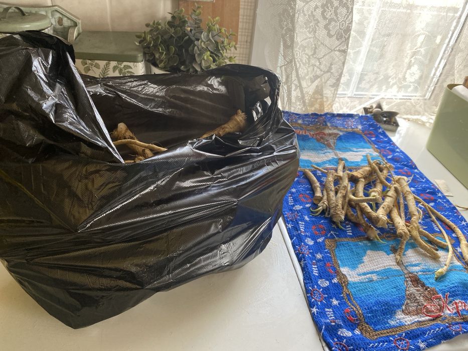 Продам хрен. 500