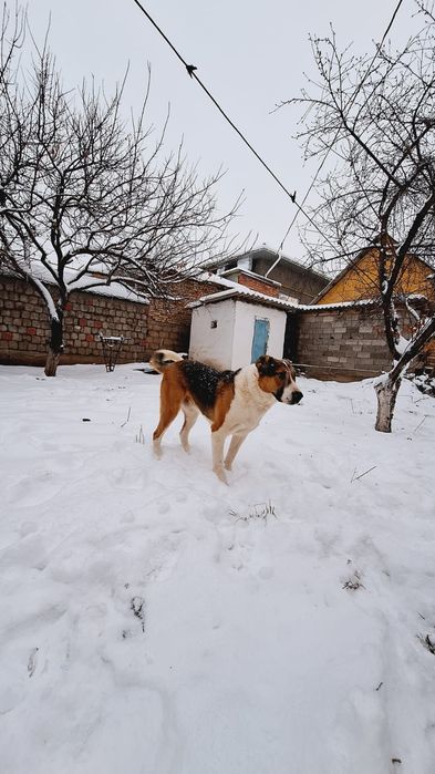 Собака алабай большой