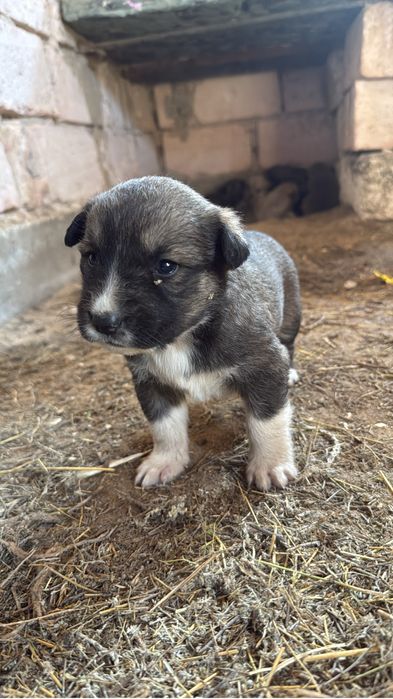 күшік күшіктер бесплатно