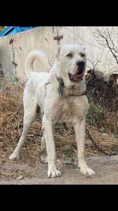 Продам щенков САО алабай