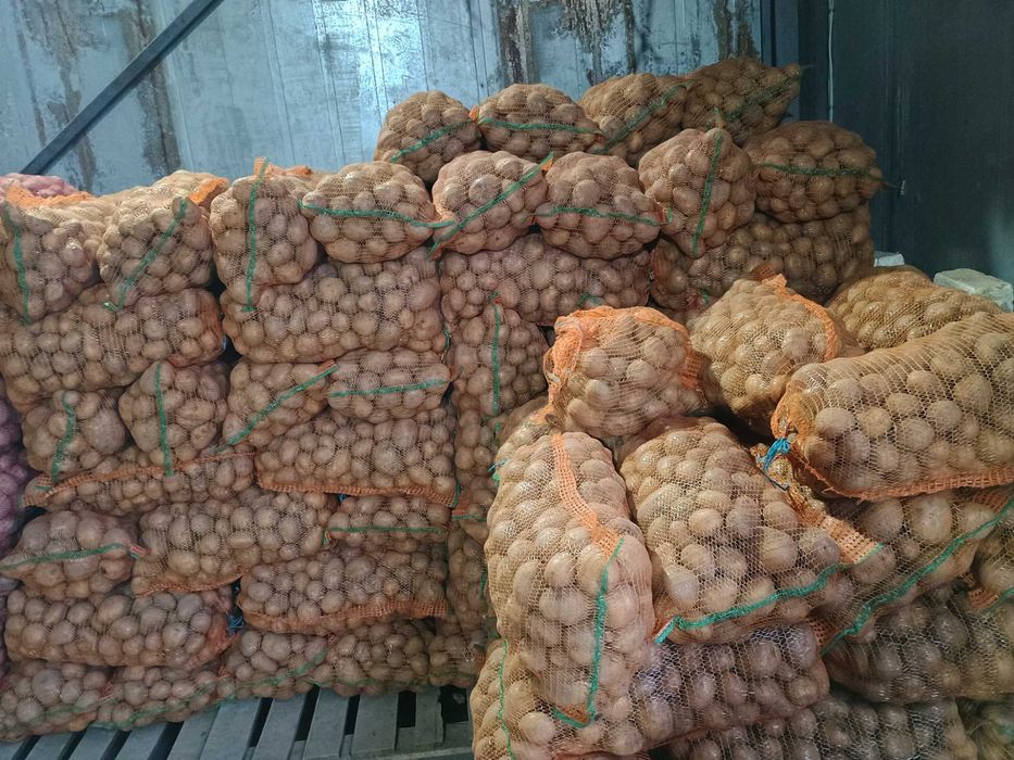 De vânzare cartofi consum Carera sí Bellaroza