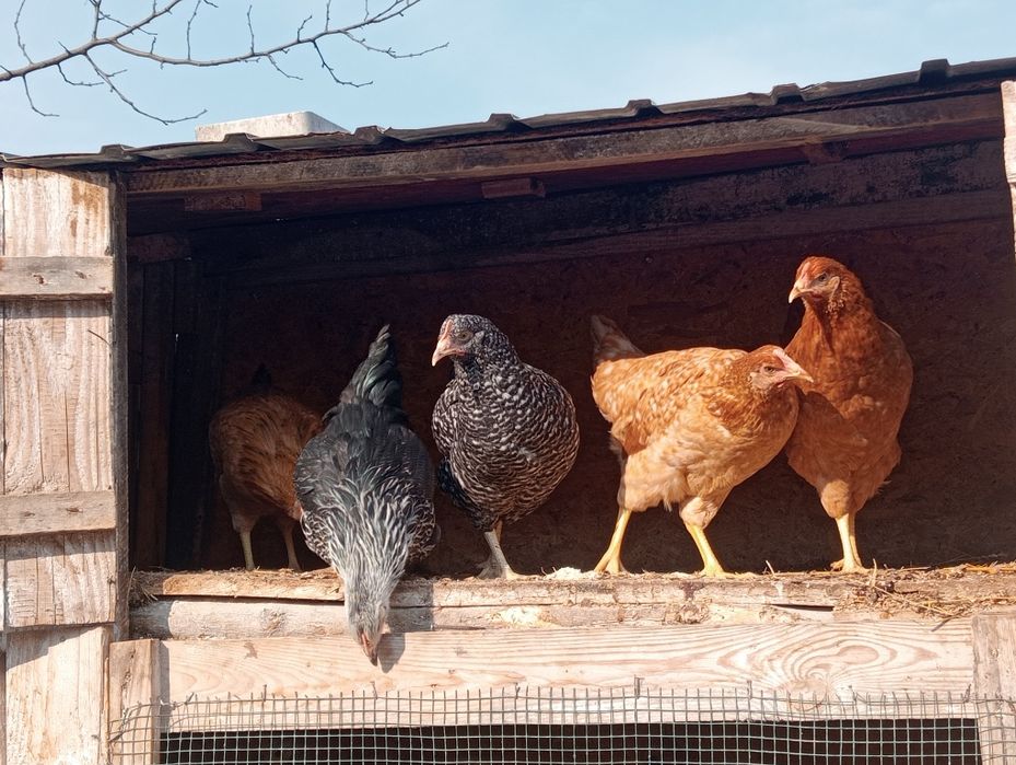 Puicuțe rasă de ouă