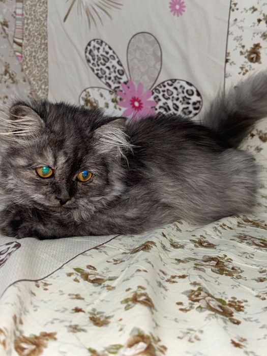 Отдам кошечку  в добрые руки