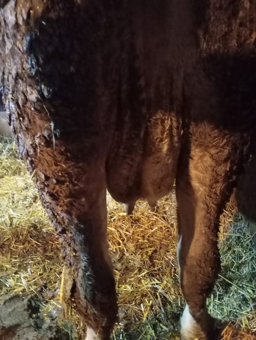 Vind vaca la alegere din 2