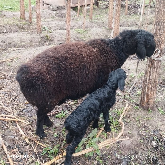 Куй ва кузилар сотилади еб ичиши зур