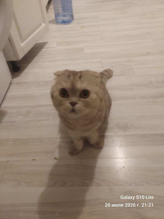Отдам кота в хорошие руки (шотландец)