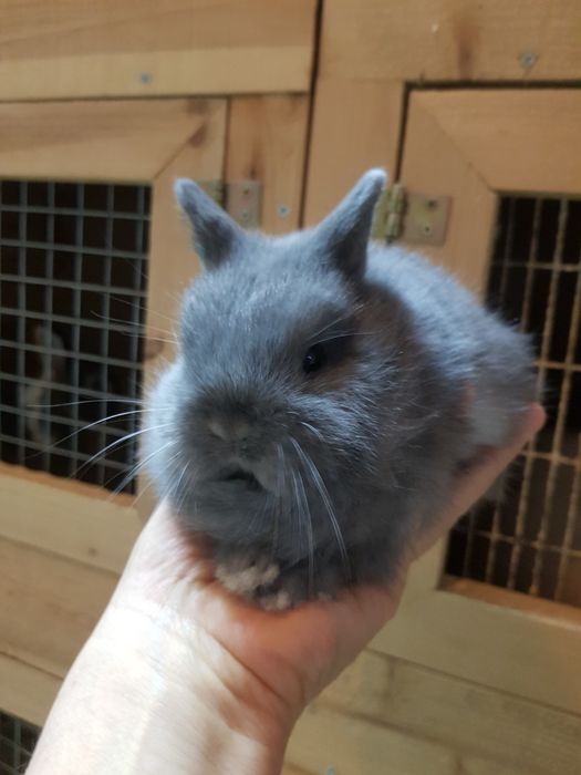 Декоративни зайчета от ферма