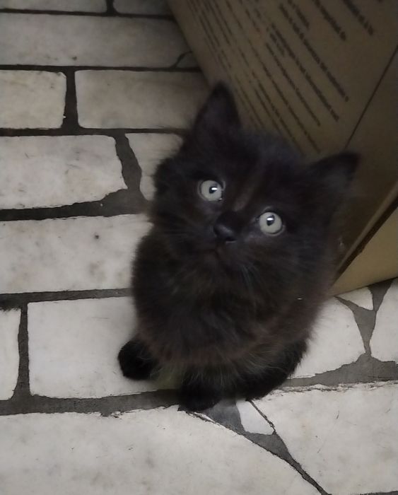 Отдам котят в добрые руки