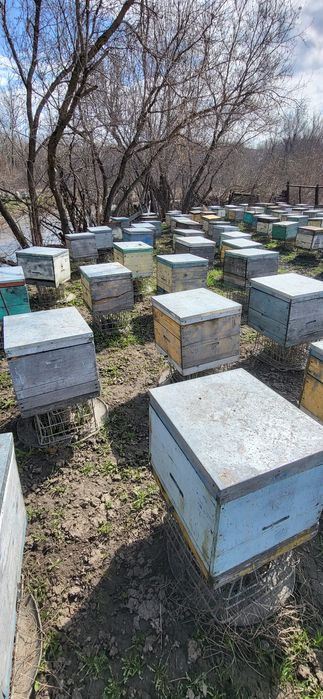 Пчелопакеты на высадку