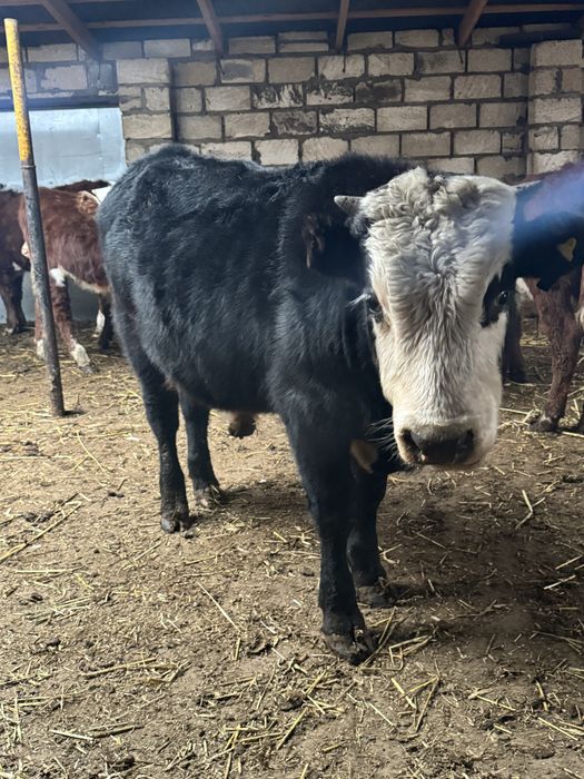 Еркек баспақ сатылады