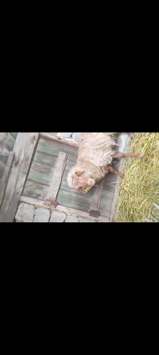 Продам баран распродажа