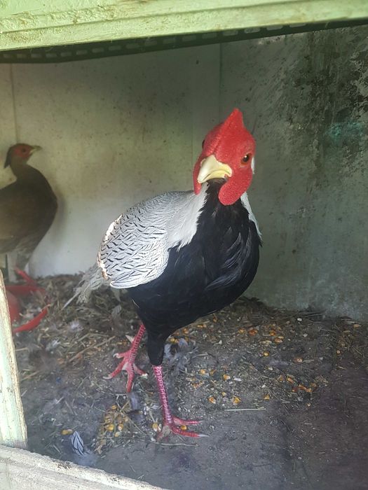 pauni diferite culori