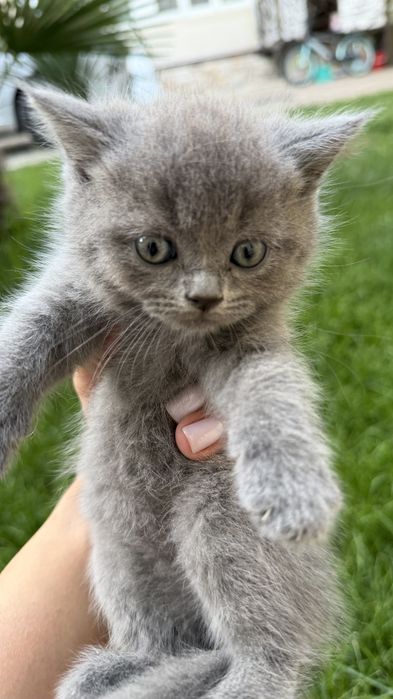 Продаётся котята