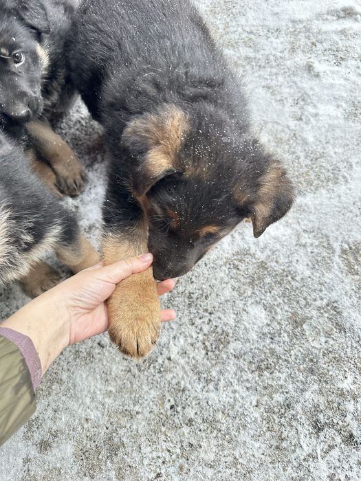 Продаем щенков немецкой овчарки