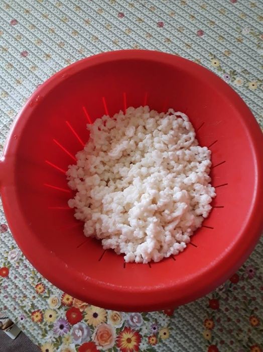 Chefir Ciuperca Tibetiana