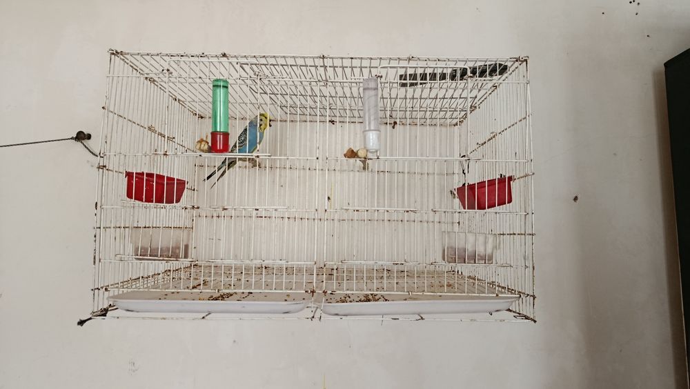 Попугай продаются пара один чек один в августе чех самец самка волнист