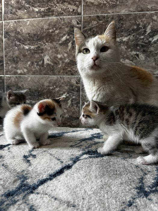 Mushuk bolalari kimga kerak tekinga beramiz