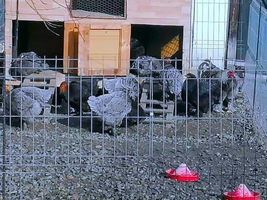 Vând oua brahma pentru incubat