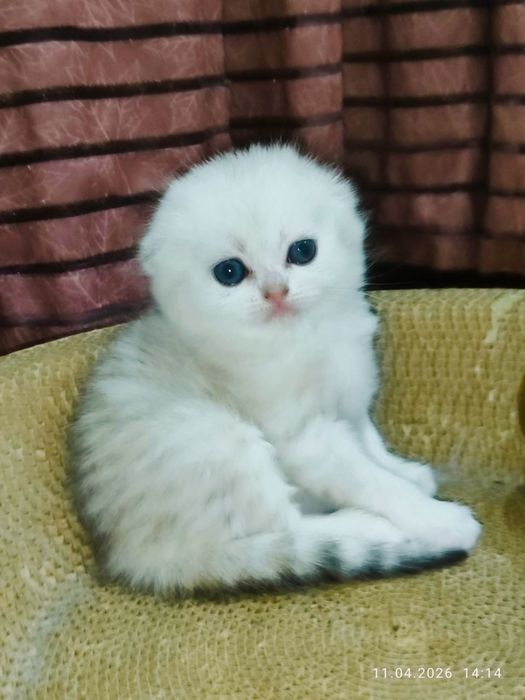 Шотланский Скоттиш фолд!