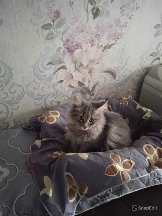 Ищем дом для кошек!