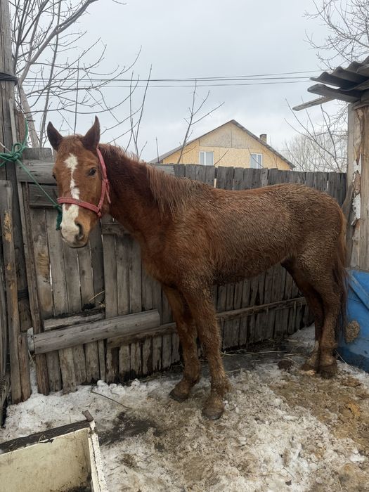 Продается кобыла