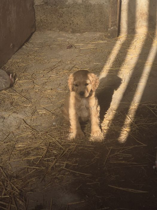 Англиски -Кокер-шпаниол