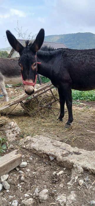 Lapte de măgăriță
