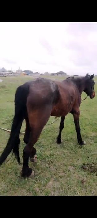 Ири бие сатылады сауын