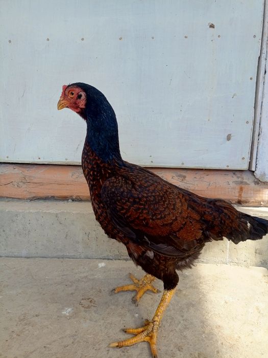 kulangi xoroz mokiyonlar