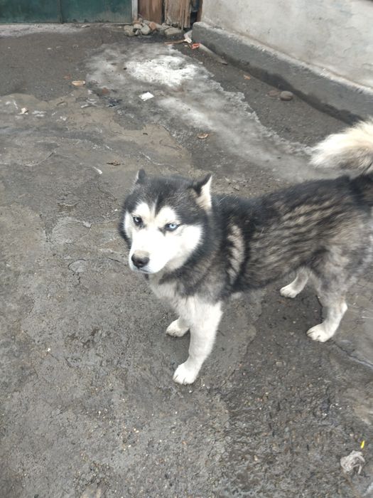 Продам щенка 2 месяца