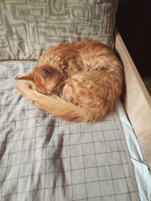 Продам кота Мейн-куна