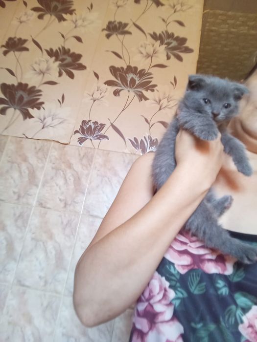 Фолдики 1 месяц.Самостоятельные..
