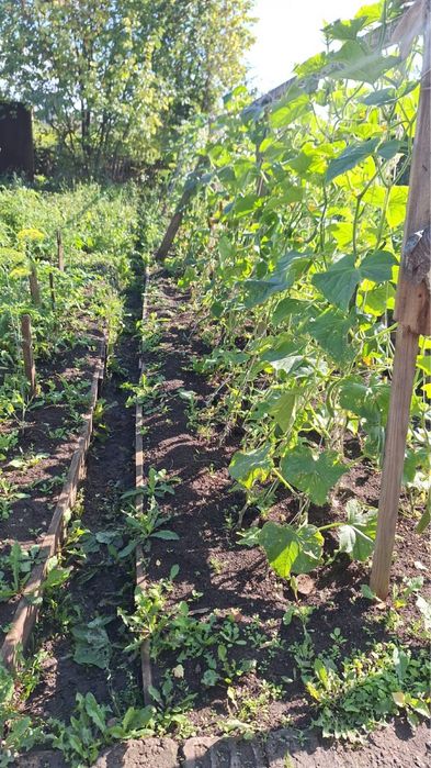 Продам дачу 12 соток