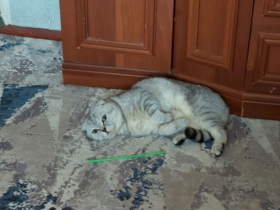 Котенок мальчик, шотландец